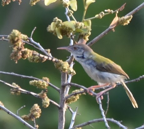 Common Tailorbird - ML645486420
