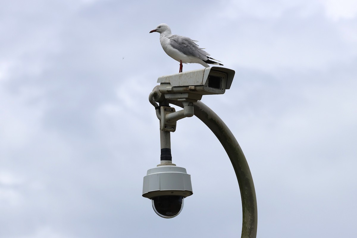Silver Gull - ML645486421