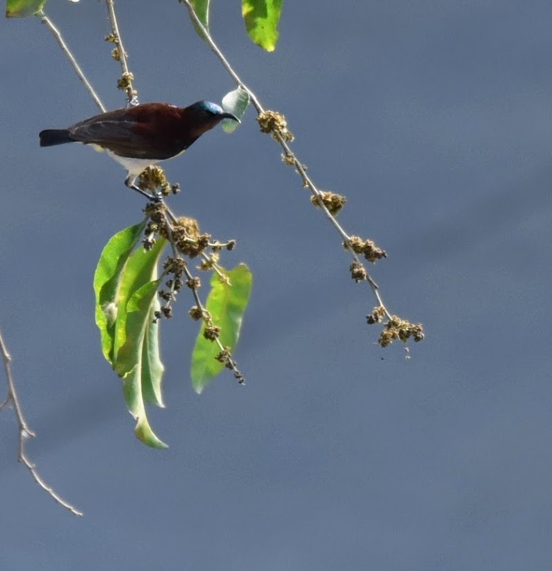 צופית סגולה - ML645486422
