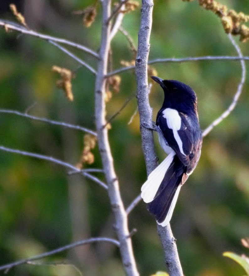 Oriental Magpie-Robin - ML645486423