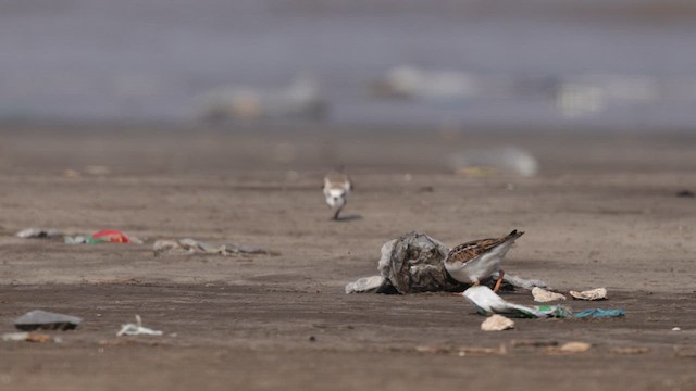 Ruddy Turnstone - ML645486426