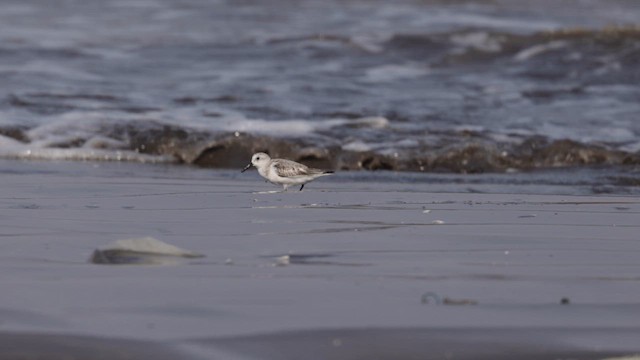 Побережник білий - ML645486428