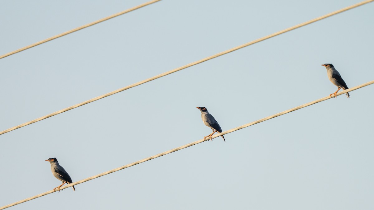 מיינת גדות - ML645486429