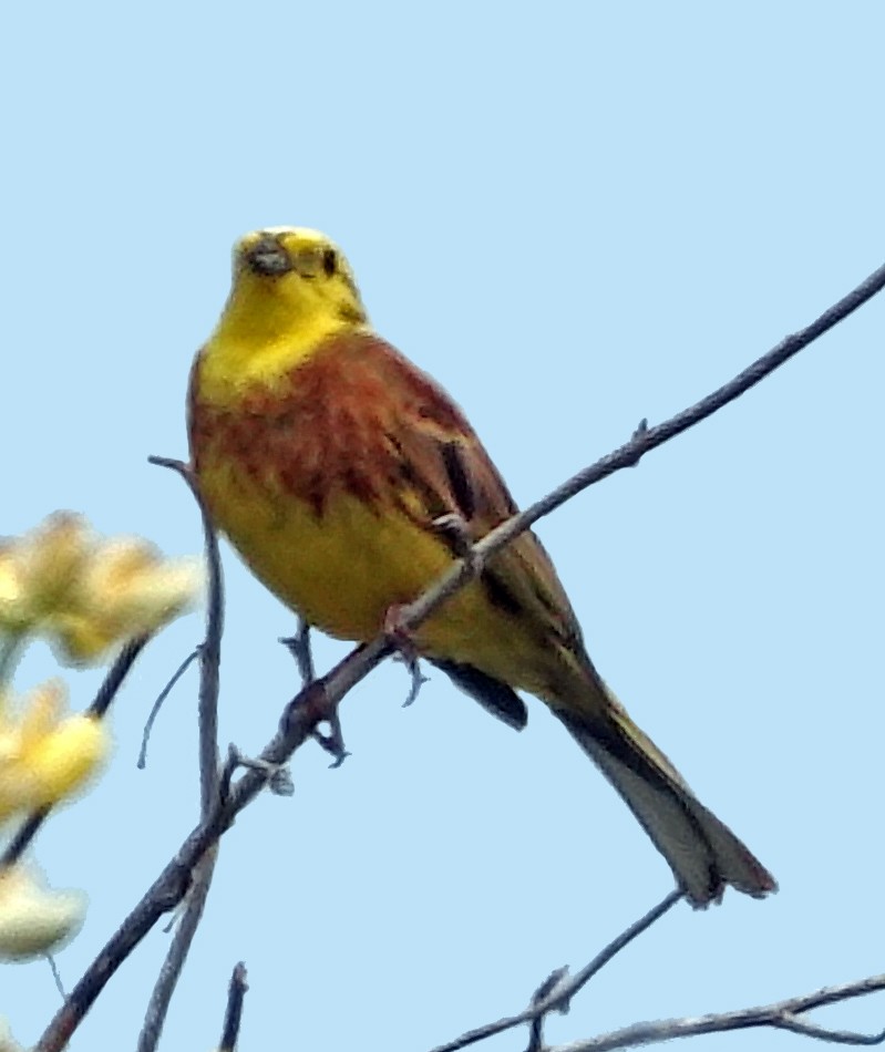 גיבתון צהוב - ML645486430