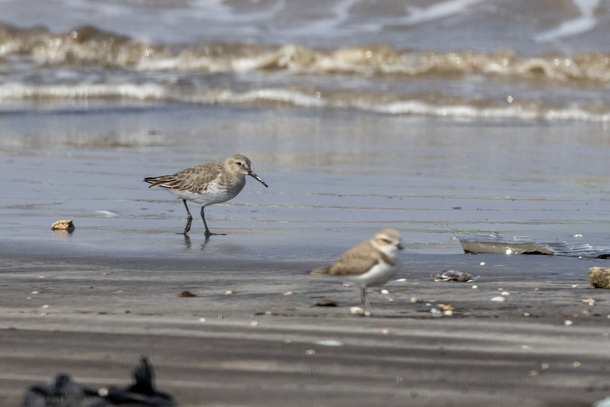 חופית אלפינית - ML645486432