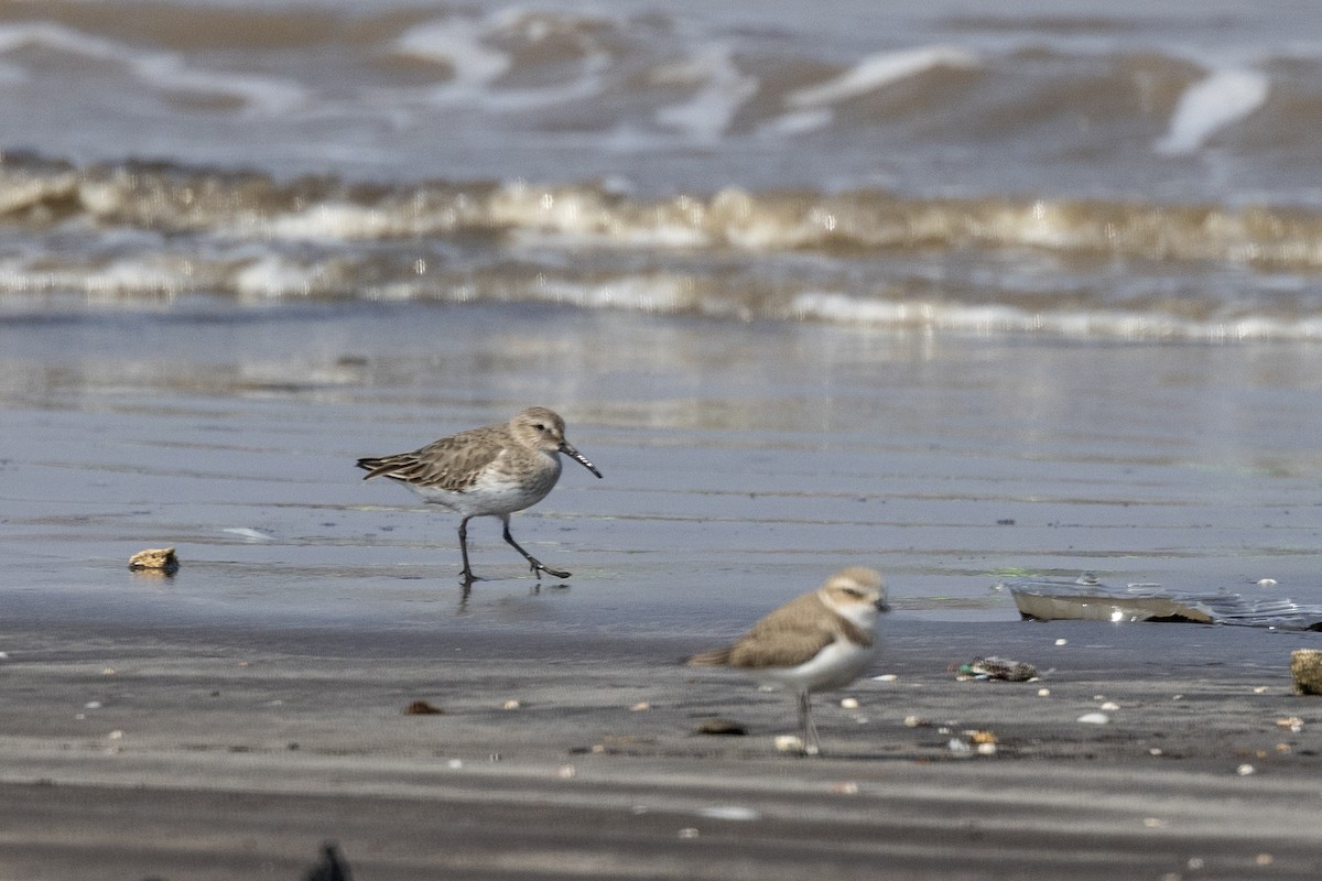 חופית אלפינית - ML645486433