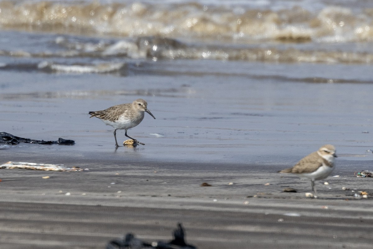 חופית אלפינית - ML645486434