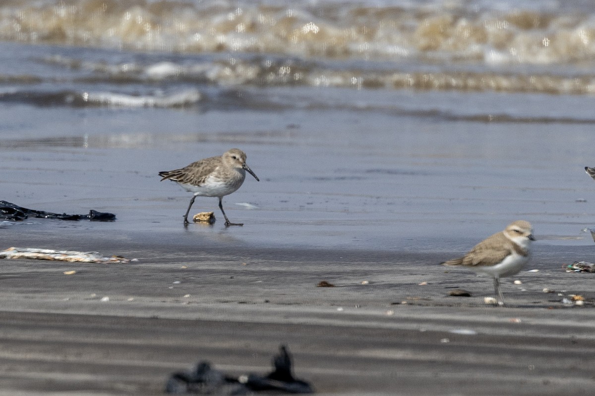חופית אלפינית - ML645486435