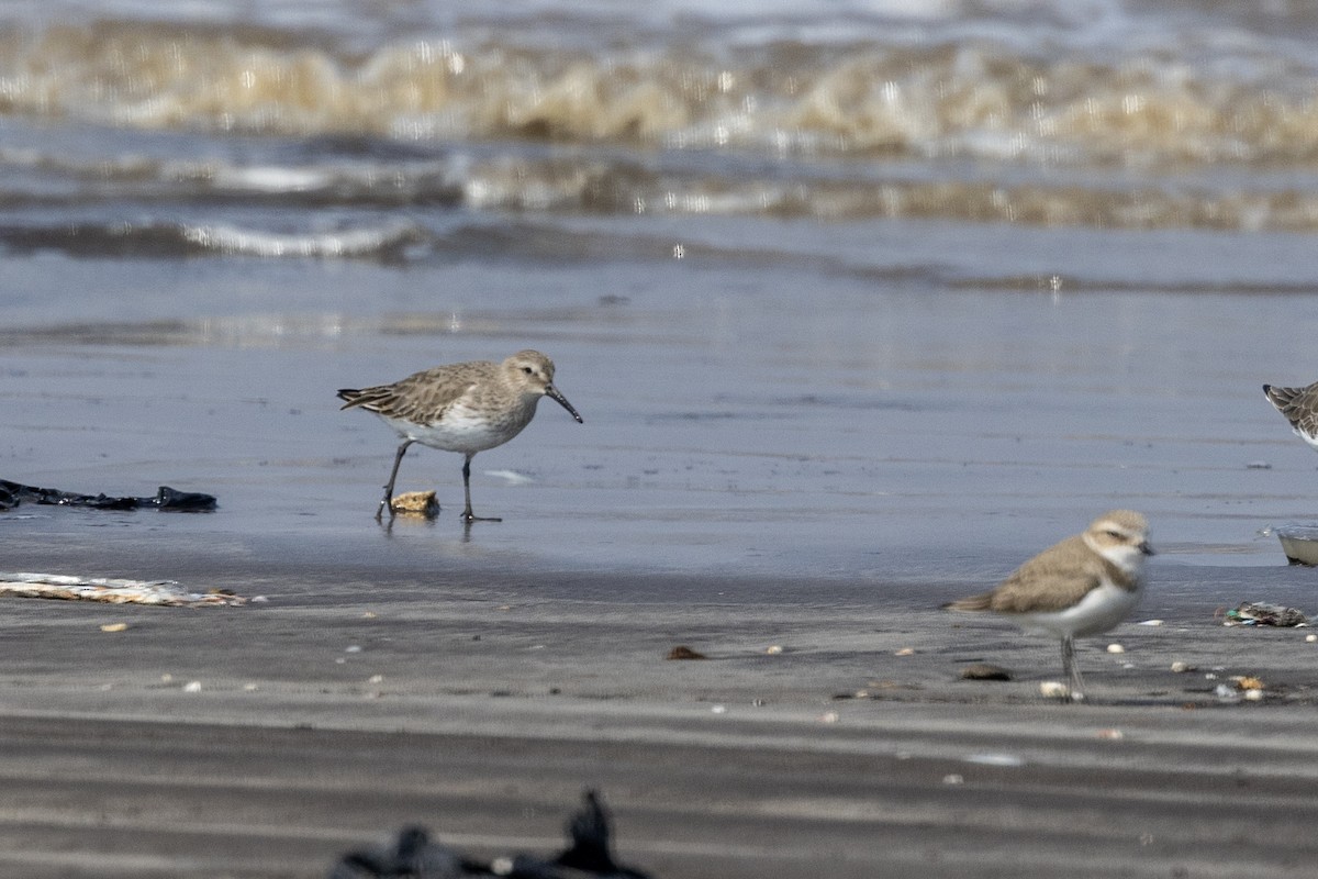 חופית אלפינית - ML645486436