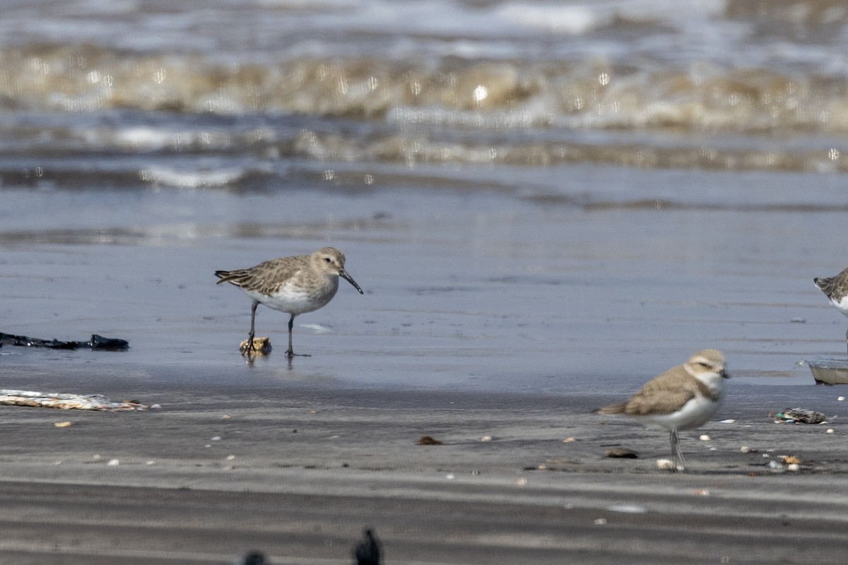 חופית אלפינית - ML645486437