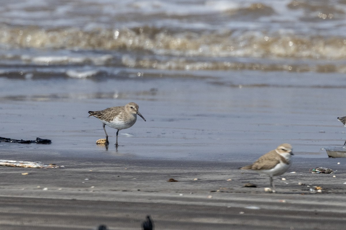 חופית אלפינית - ML645486438