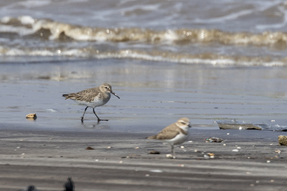 Dunlin - ML645486440
