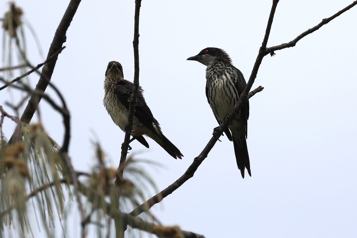 Metallic Starling - ML645486441