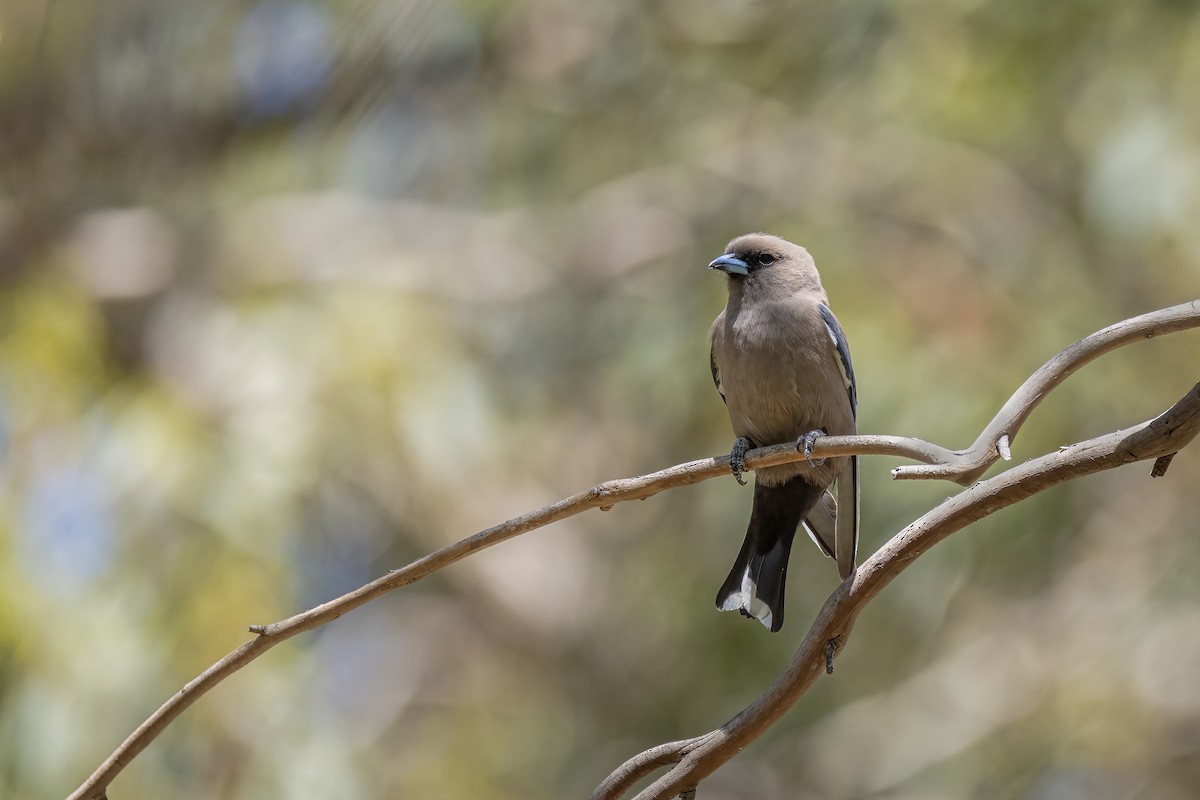 Dusky Woodswallow - ML645486442
