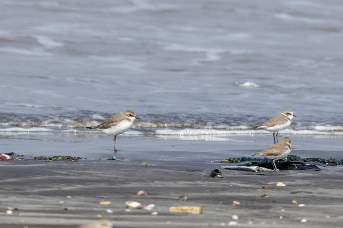 חופמי חוף - ML645486443
