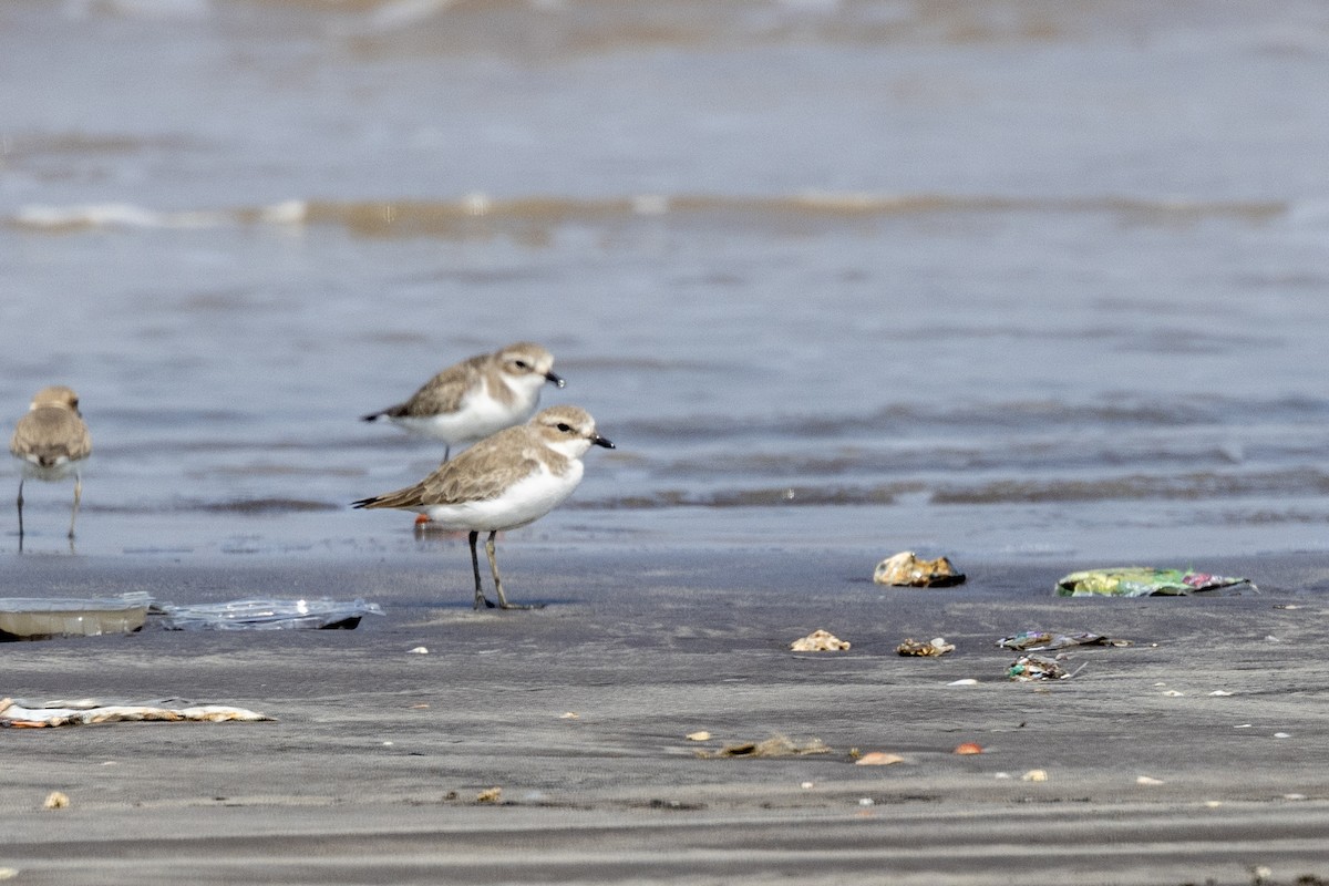 Greater Sand-Plover - ML645486444