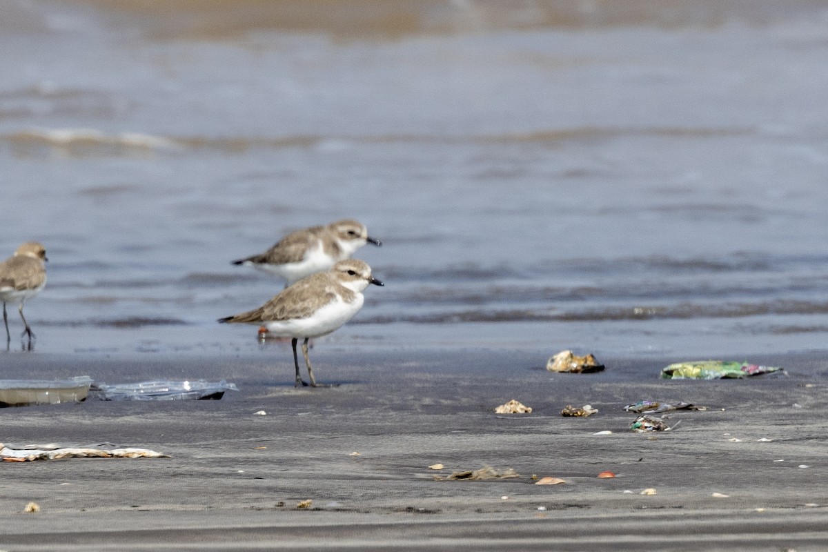 Greater Sand-Plover - ML645486445