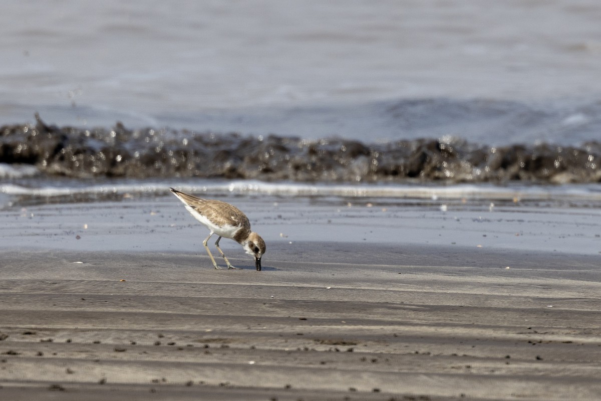 Greater Sand-Plover - ML645486446