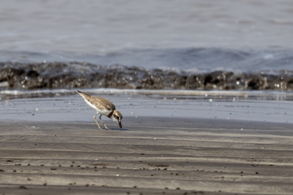 Greater Sand-Plover - ML645486447