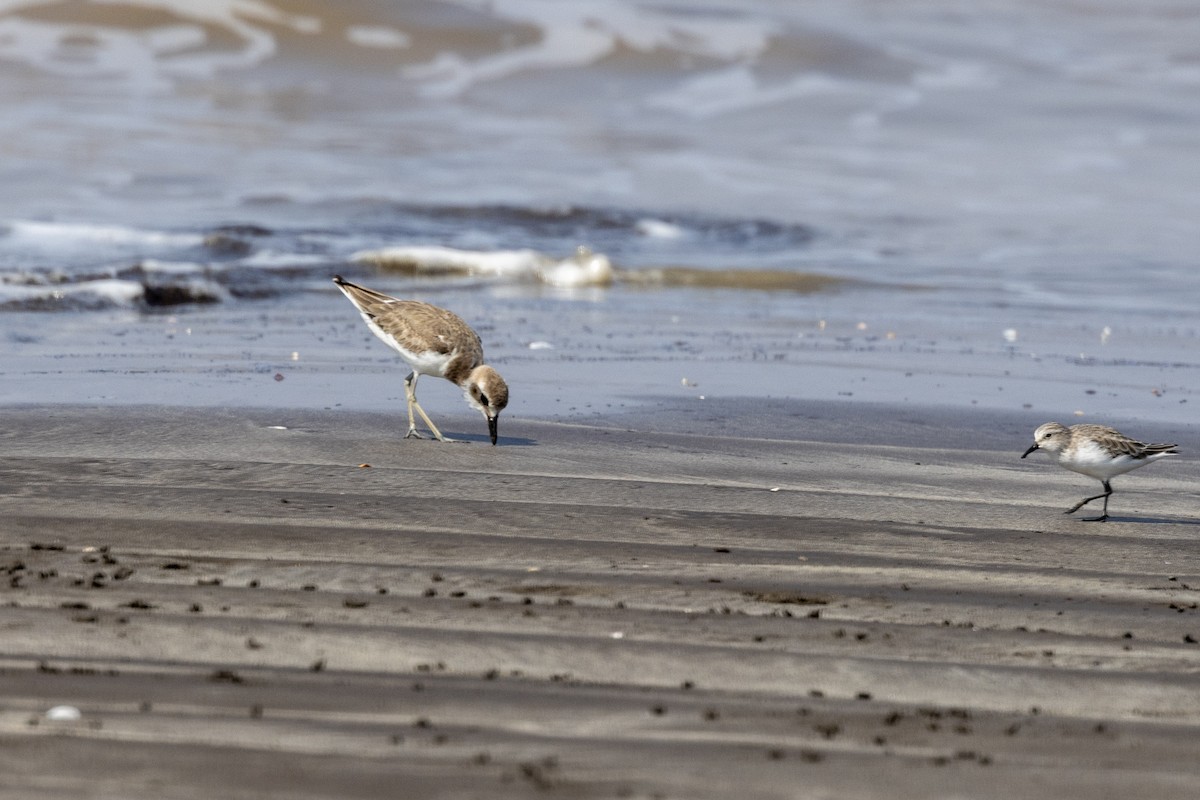 Greater Sand-Plover - ML645486448