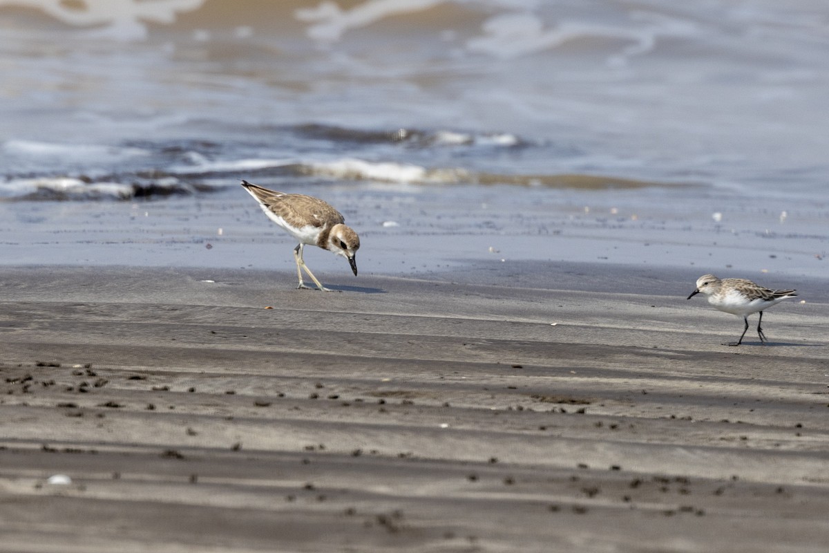 Greater Sand-Plover - ML645486449