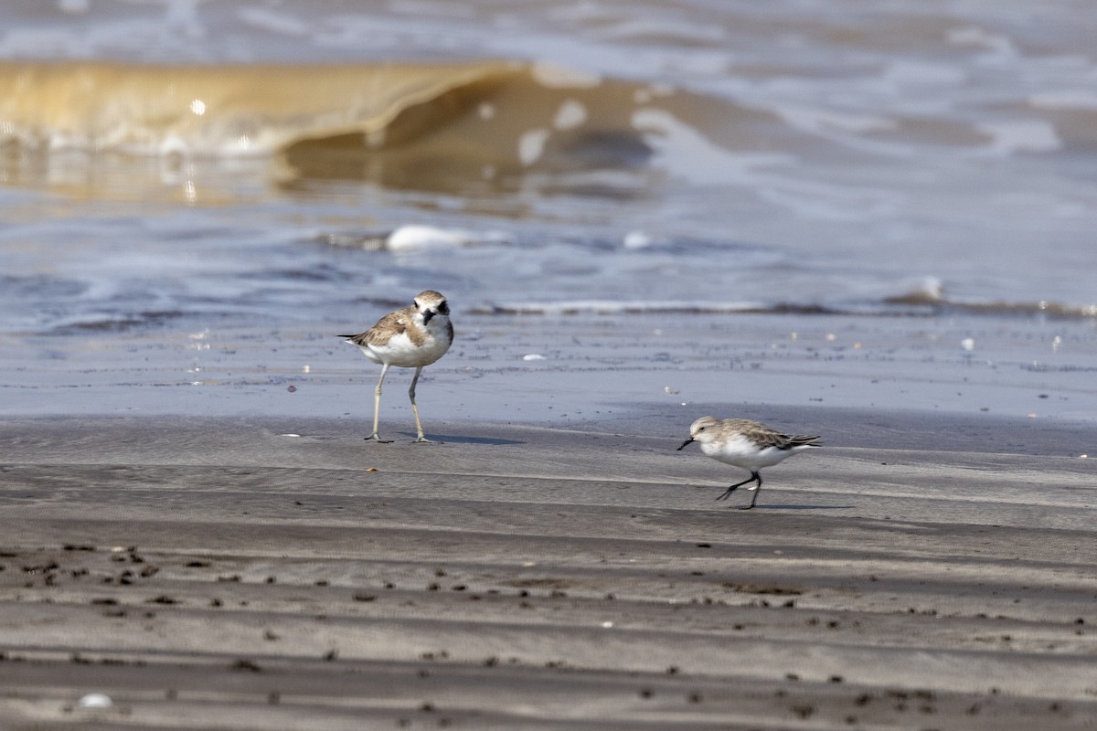 Greater Sand-Plover - ML645486450