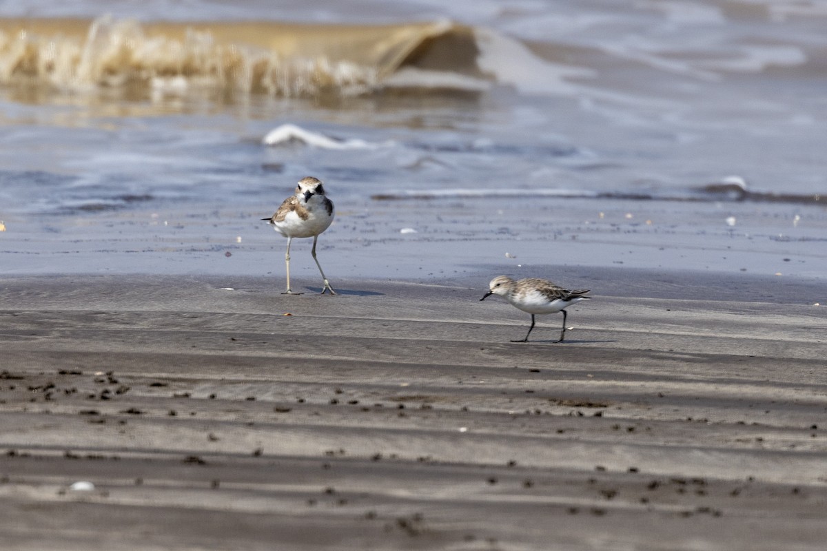 Greater Sand-Plover - ML645486451