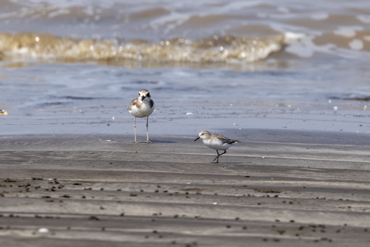 Greater Sand-Plover - ML645486452