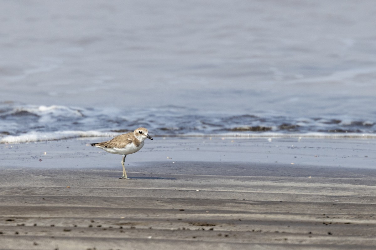 Greater Sand-Plover - ML645486453