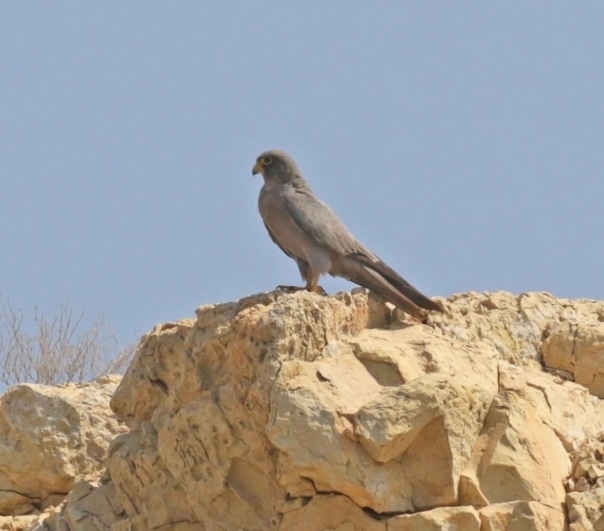 בז שחור - ML645486455
