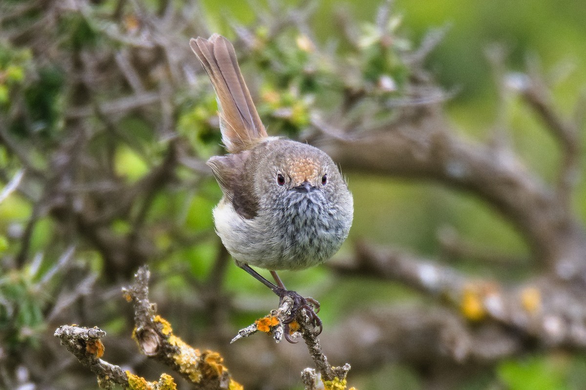 Brown Thornbill - ML645486456