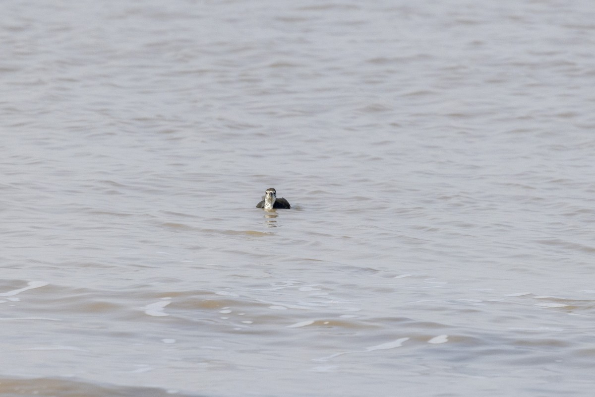 White-breasted Waterhen - ML645486457