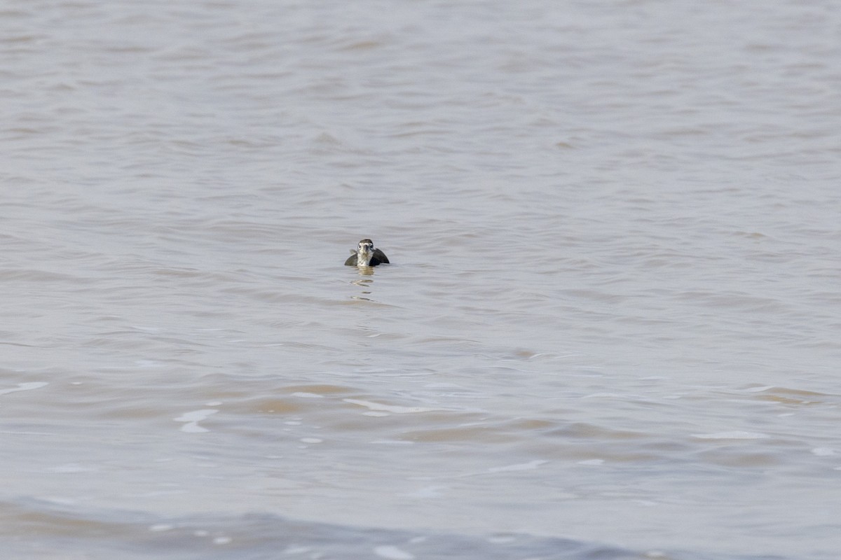 White-breasted Waterhen - ML645486458