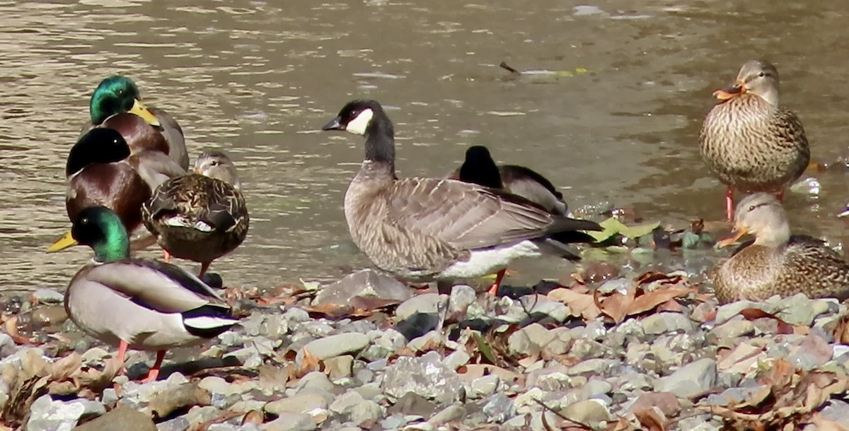 Cackling Goose - ML645486466