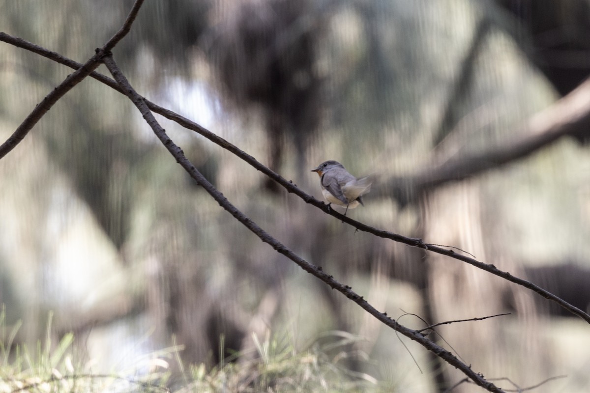 Zwergschnäpper - ML645486468