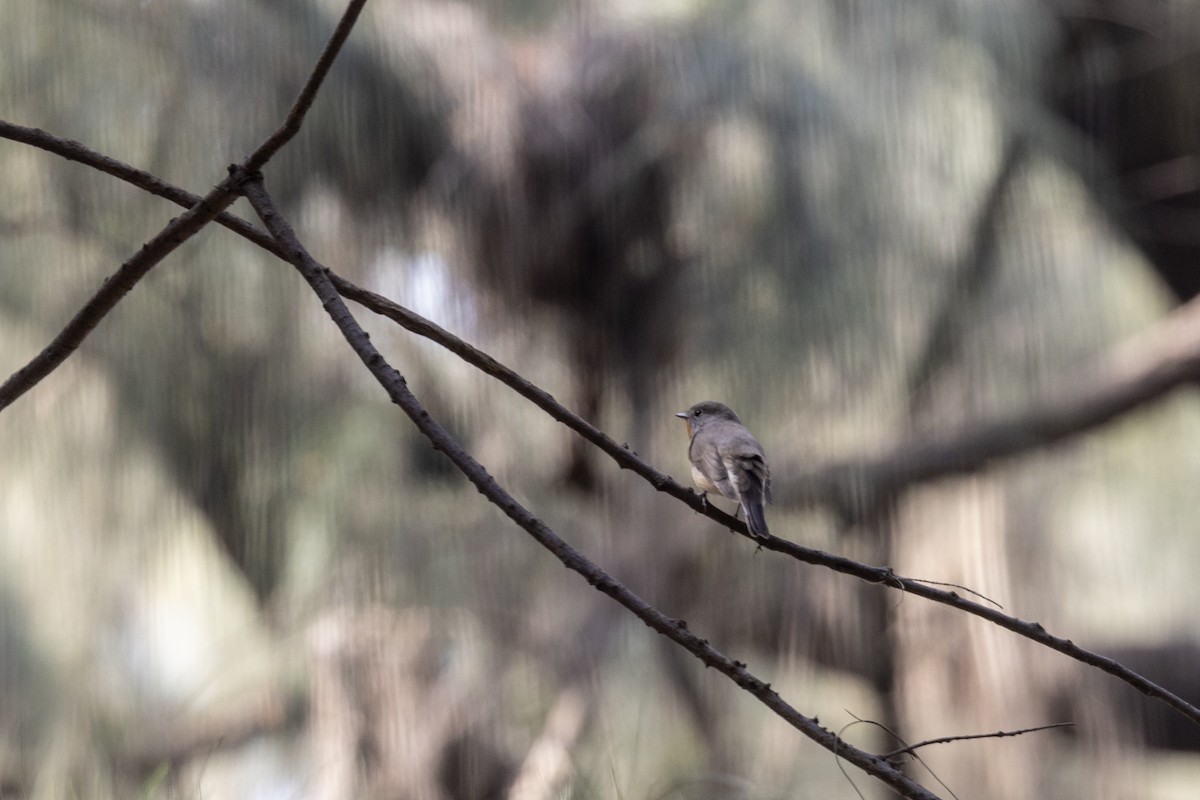 Zwergschnäpper - ML645486471