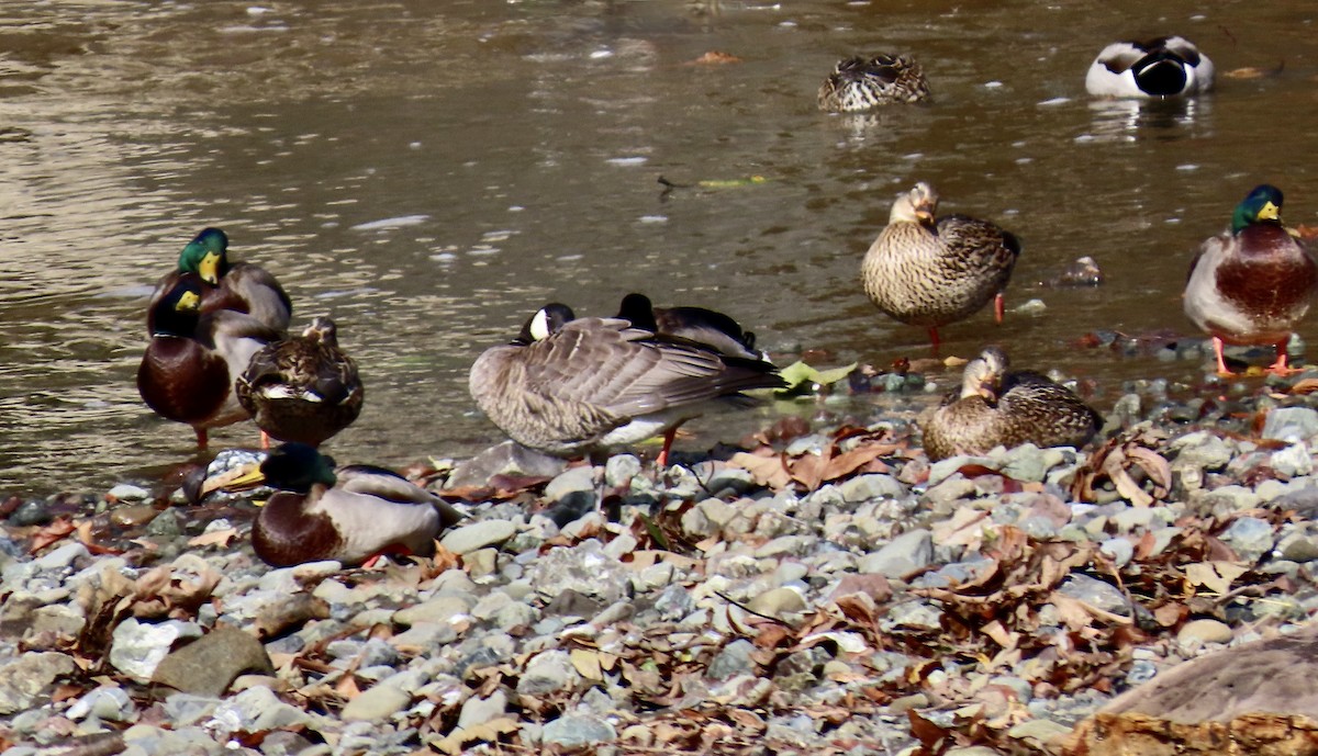 Cackling Goose - ML645486472