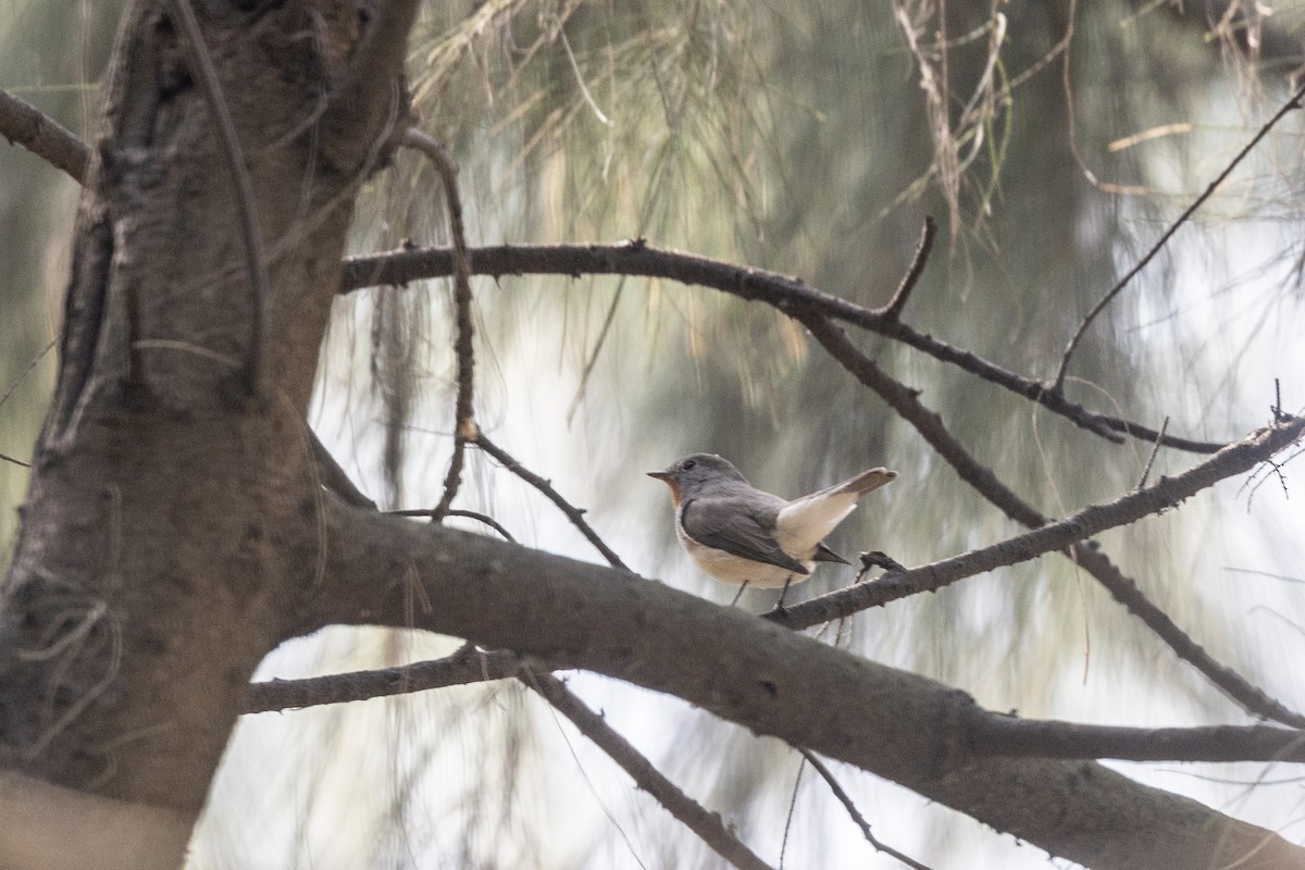 Zwergschnäpper - ML645486473