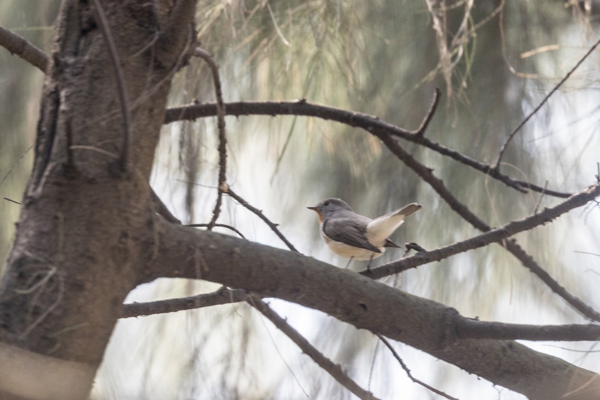 Zwergschnäpper - ML645486474