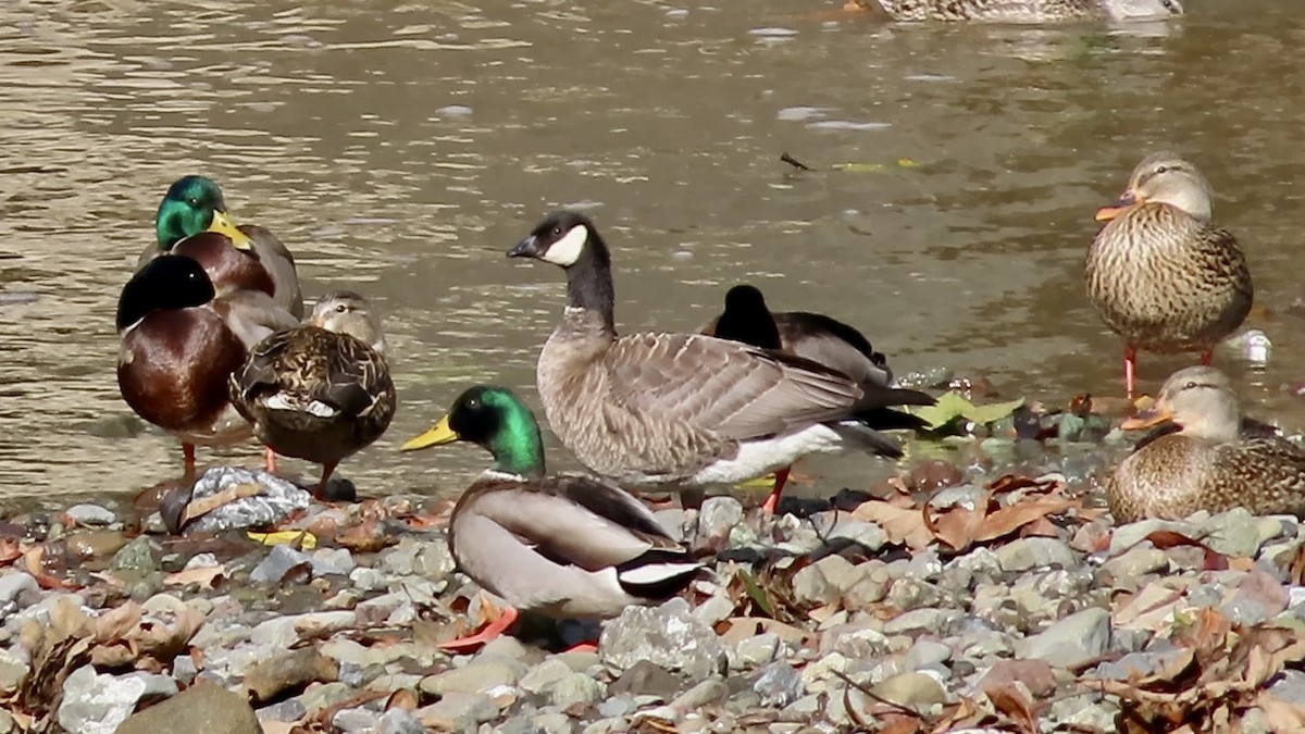 Mallard - ML645486475