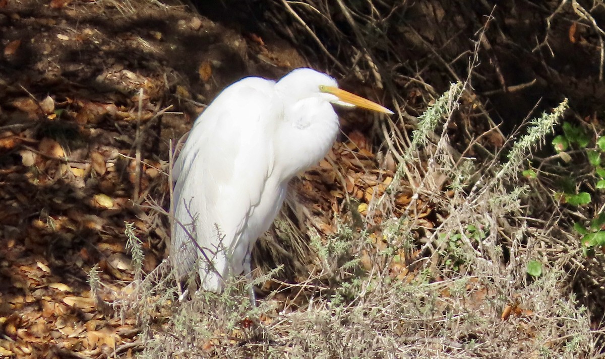 Great Egret - ML645486476