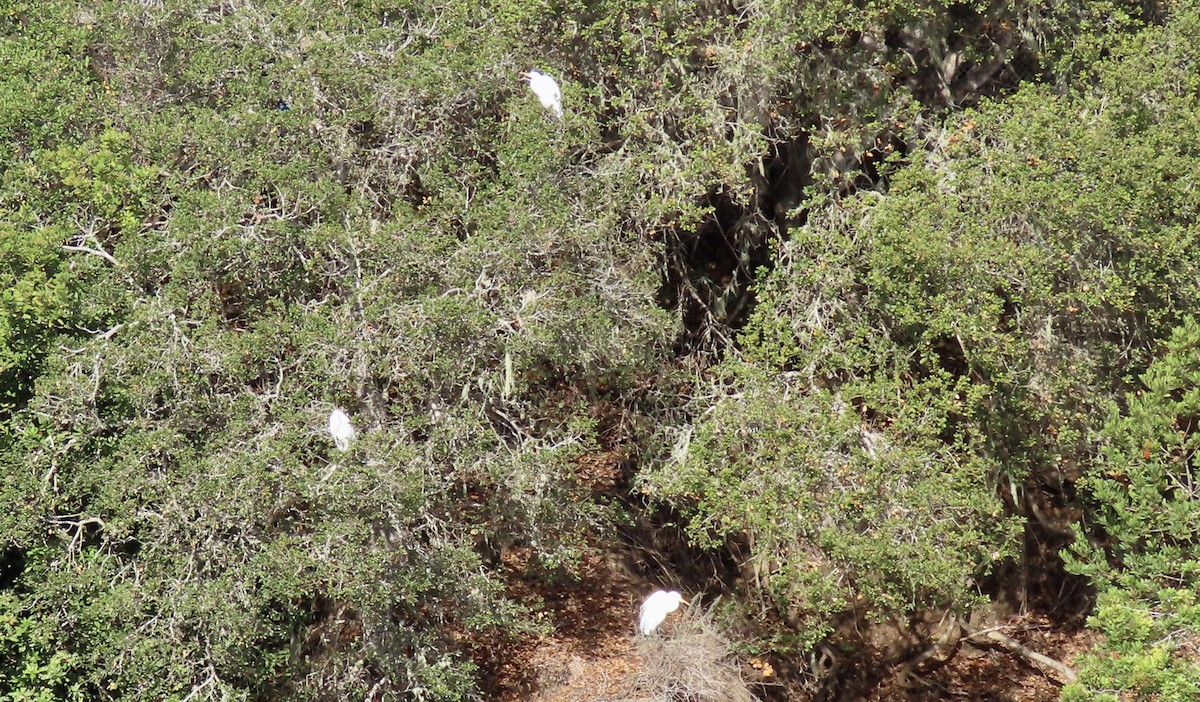 Great Egret - ML645486477