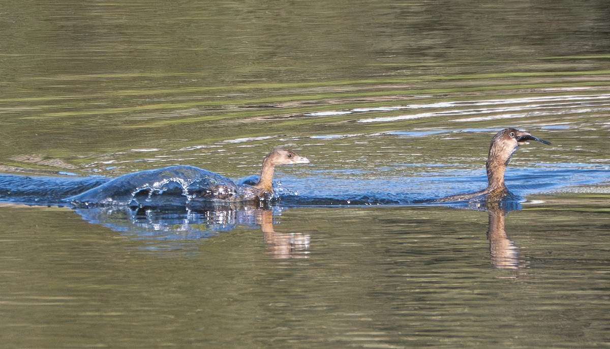 Pied-billed Grebe - ML645486480