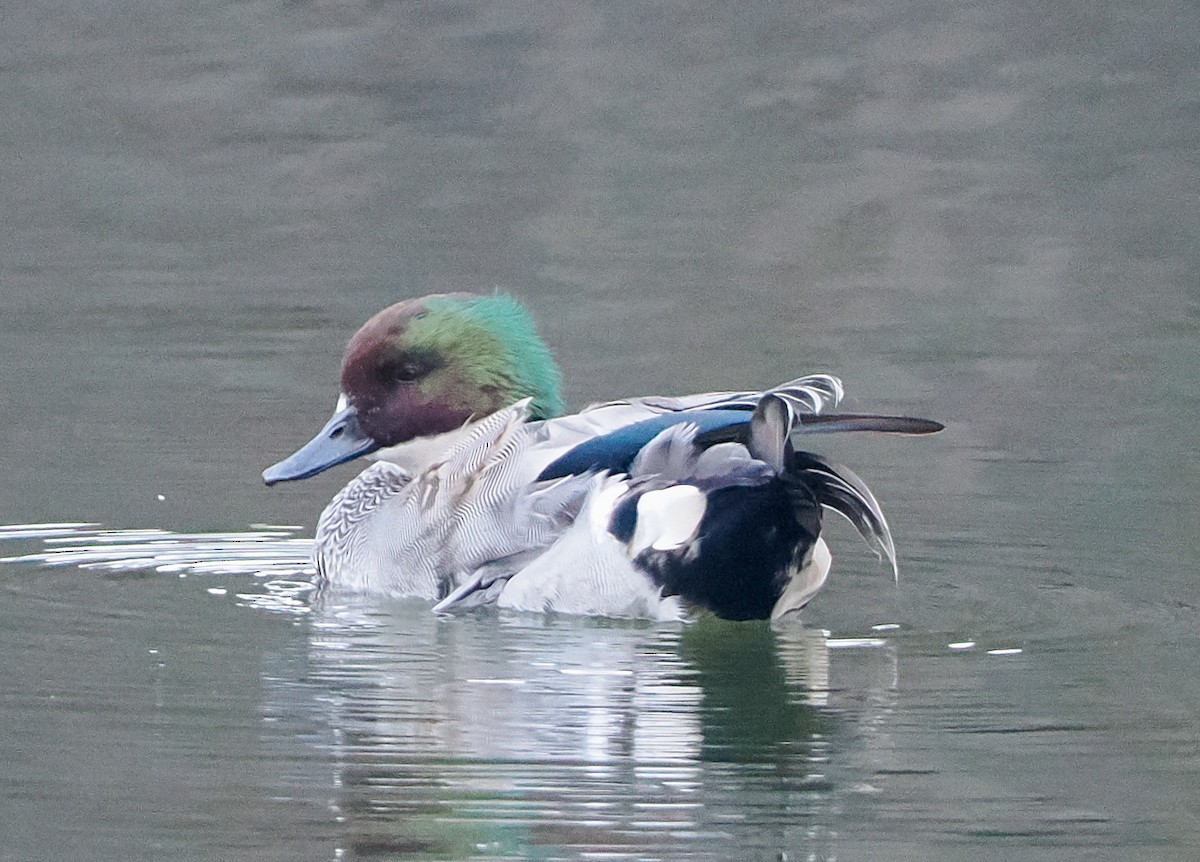 Sichelente - ML645486481