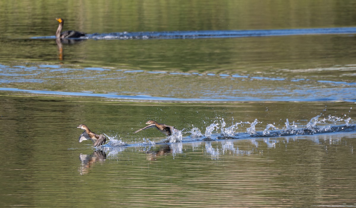 Pied-billed Grebe - ML645486482