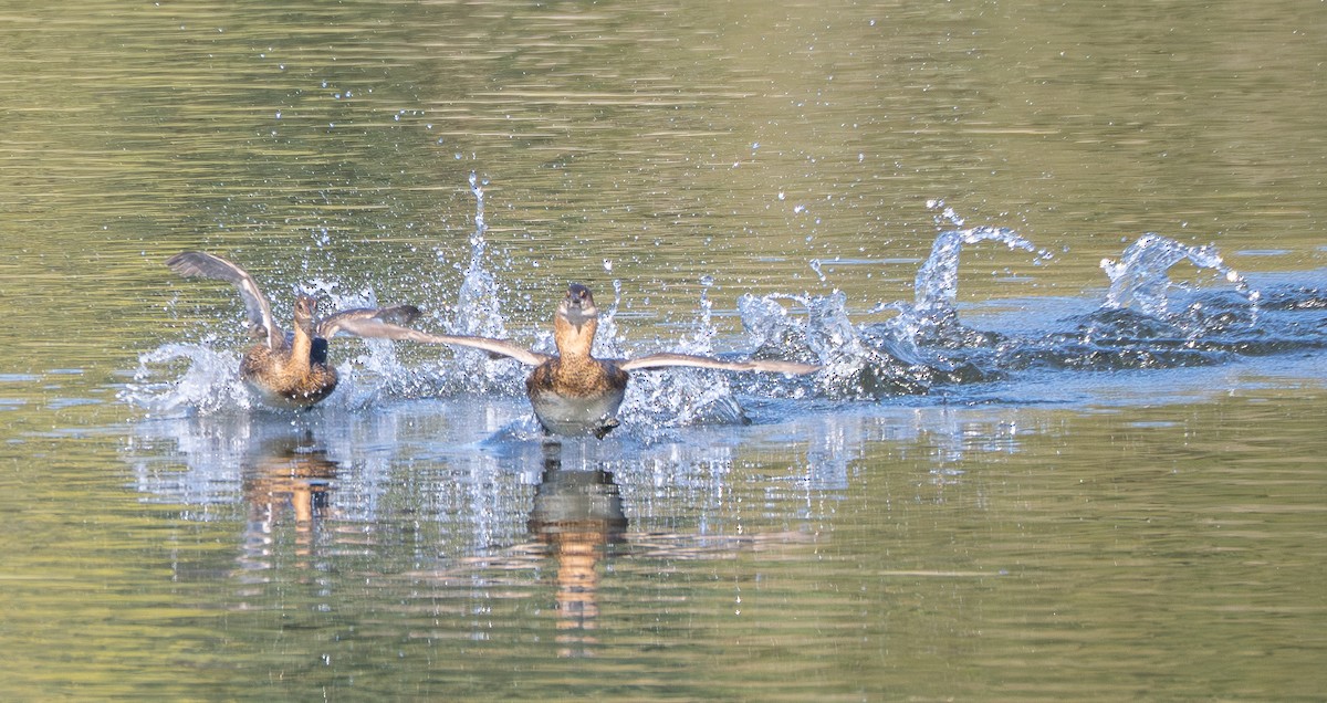 Pied-billed Grebe - ML645486499