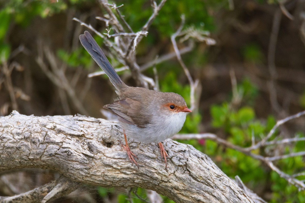 Superb Fairywren - ML645486500