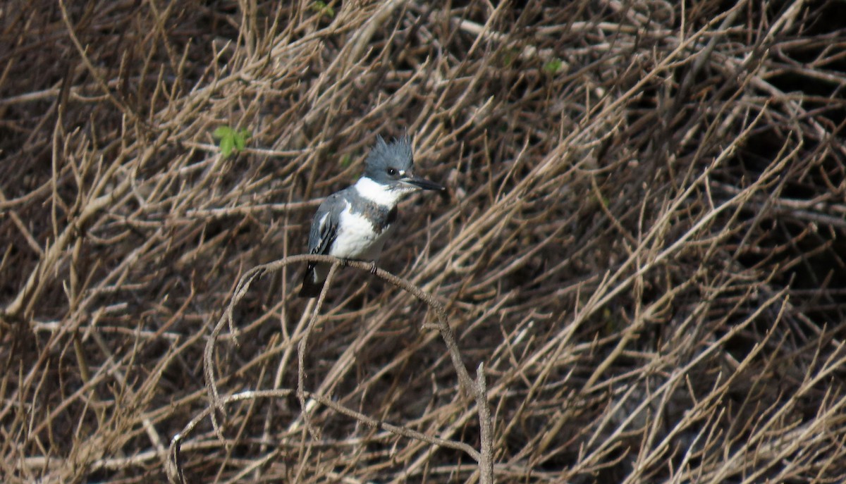 Belted Kingfisher - ML645486501