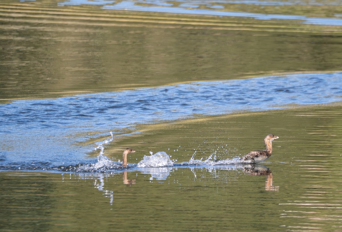 Pied-billed Grebe - ML645486502