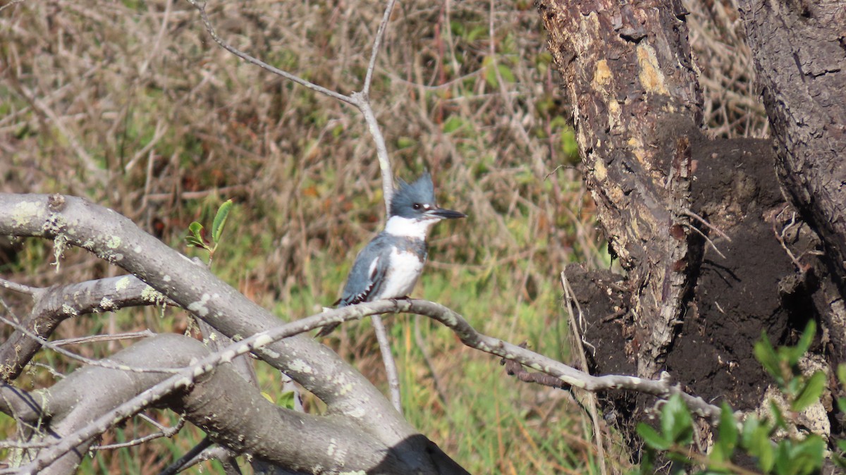 Belted Kingfisher - ML645486503